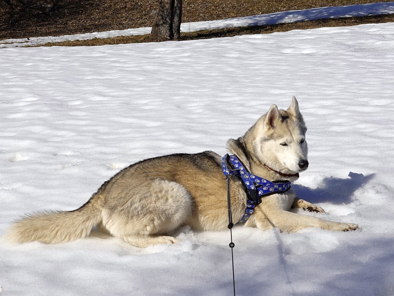 im Schnee