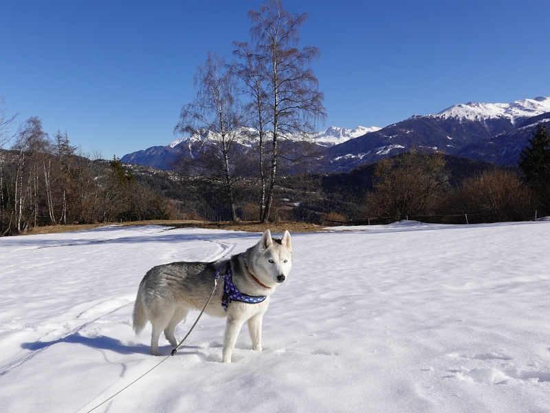 Im Schnee