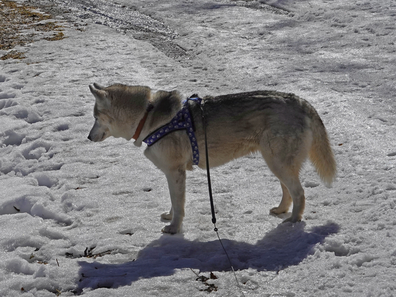 Im Schnee