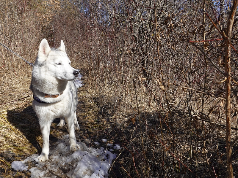 Im Dickicht sieht man nicht sehr weit Dickicht
