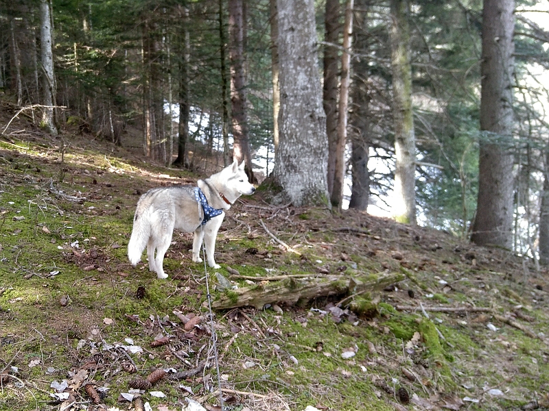 Im dunklen Wald Im Wald