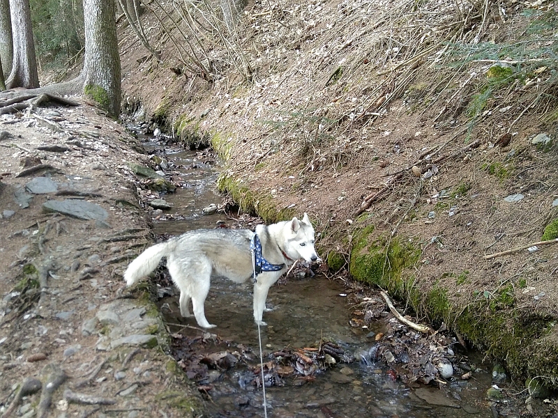 In und an der Suone Suone