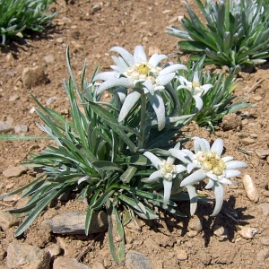 Edelweiss